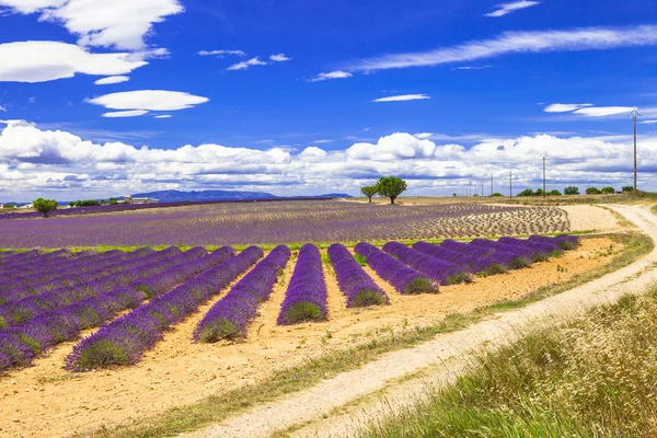 Vackra Provence med blommande lavander. Frankrike — Stockfoto