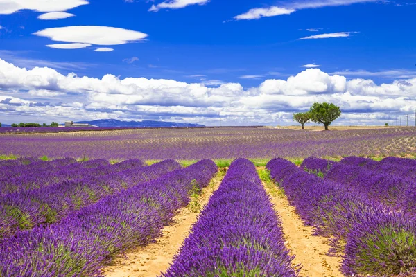 Krásná Provence s kvetoucí travarica. Francie — Stock fotografie