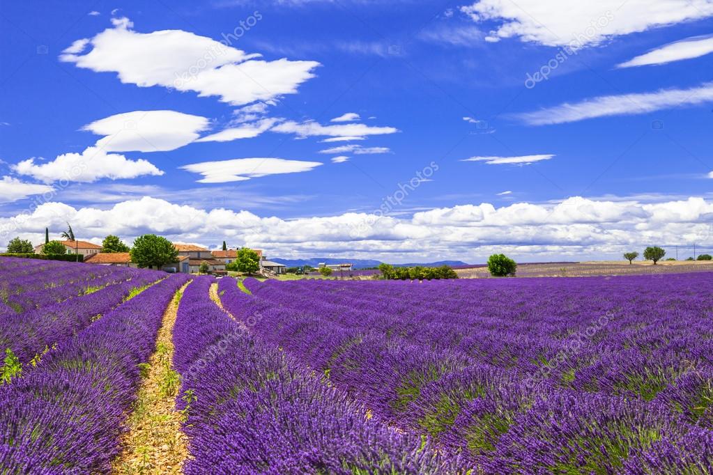 blooming violet feelds of lavander in Provance, France