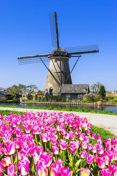 Holland Landschaft - Windmühlen und Tulpen — Stockfoto