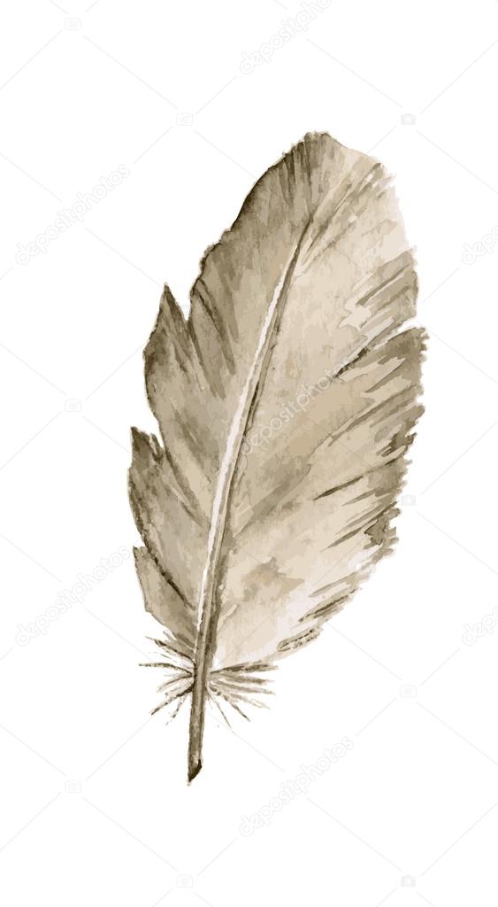 Watercolor feather on white background