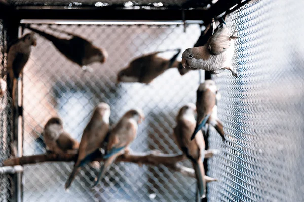 Pappagalli verdi nella gabbia — Foto Stock