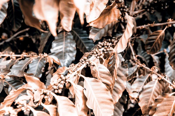 Granos de café en la naturaleza —  Fotos de Stock