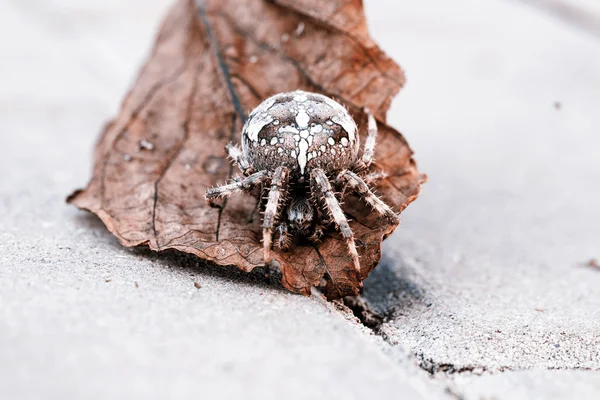 Big Orb spider on the leaf — Stock Photo, Image