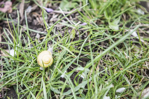 Caracol pequeño en la hierba — Foto de Stock