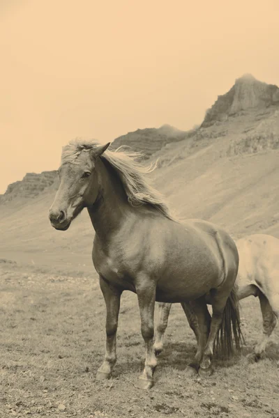 Άλογο στη φύση της Ισλανδίας — Φωτογραφία Αρχείου
