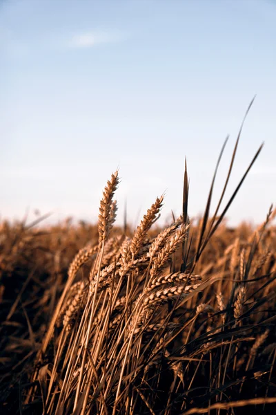 Збір зерна восени — стокове фото