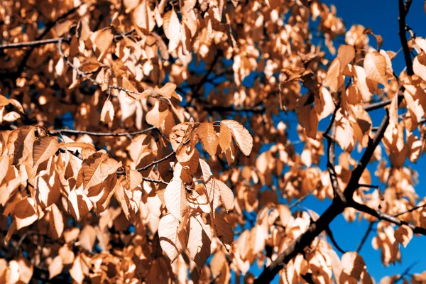 Φύλλα το φθινόπωρο — Φωτογραφία Αρχείου