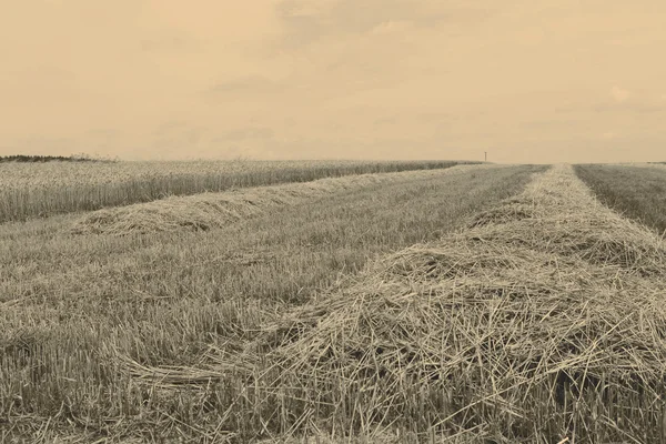 Sklizeň obilí — Stock fotografie