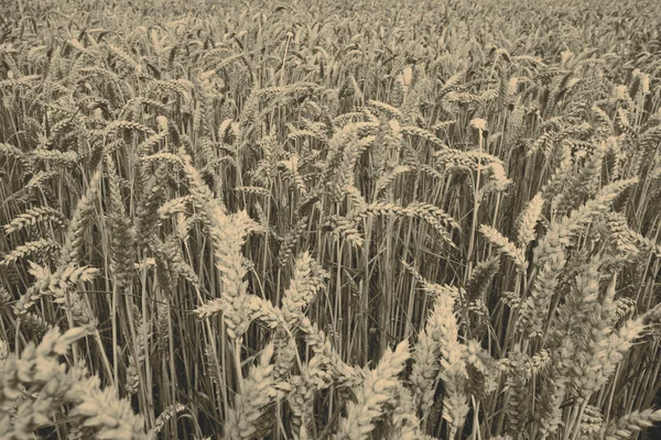 Врожай зернових — стокове фото