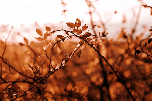 Sunset in the fall — Stock Photo, Image