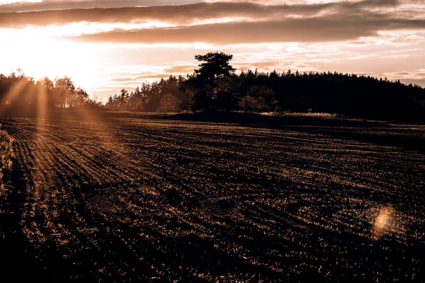 Field in susnset — Stock Photo, Image