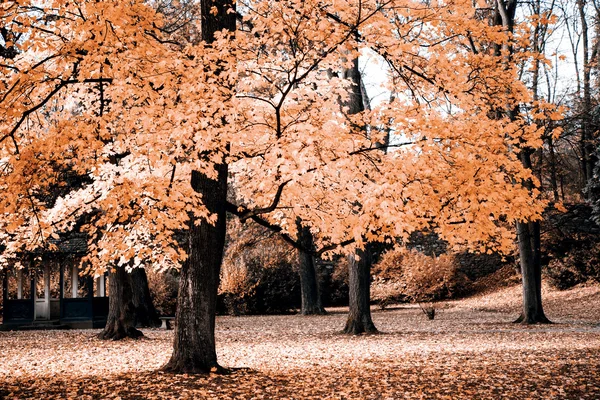 Drie in de herfst — Stockfoto