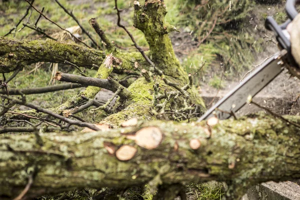 Mann sägt Baumstamm in seinem Hinterhof — Stockfoto