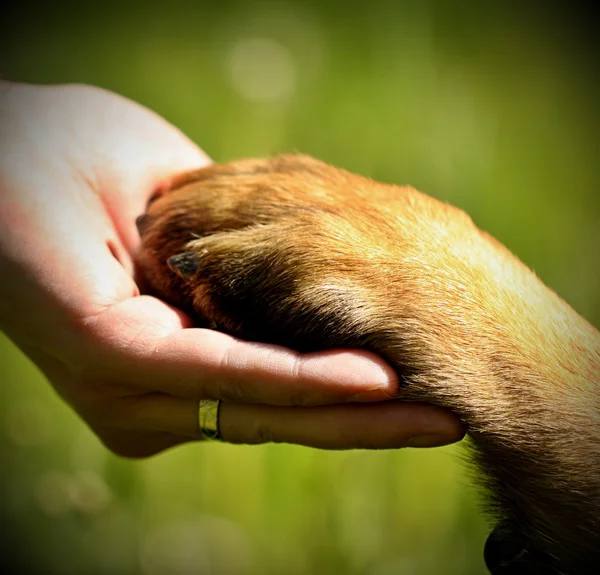 Hundepfote und Menschenhand — Stockfoto