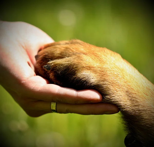 Köpek pençe ve el man — Stok fotoğraf