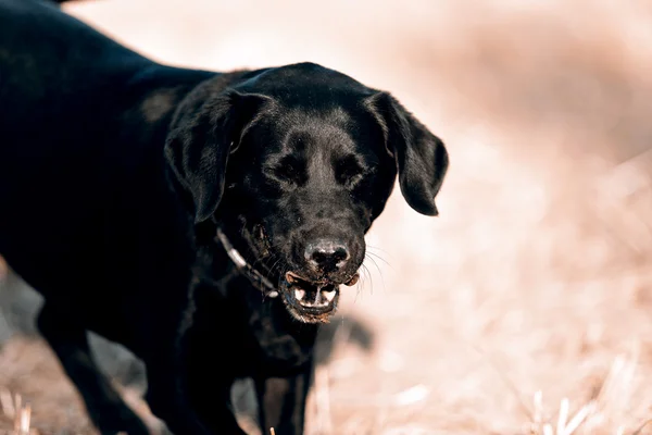 Preto retriever — Fotografia de Stock