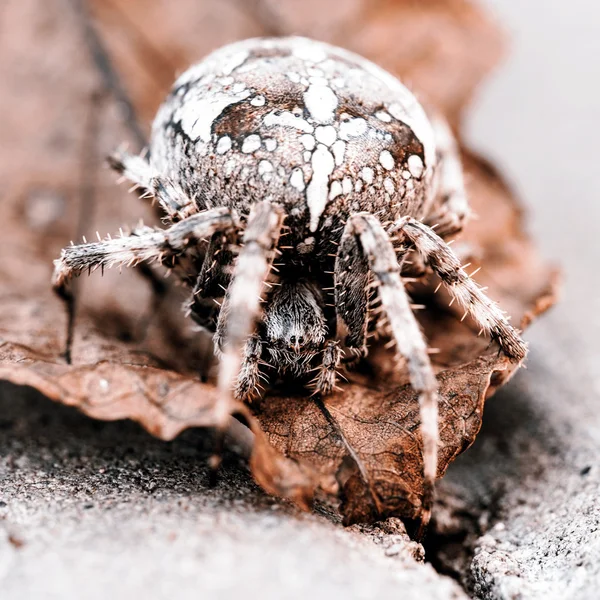 Big Orb spider on the leaf — Stock Photo, Image