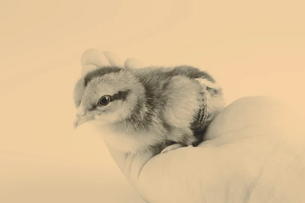 Cute little chicken in the hand isolated on white — Stock Photo, Image