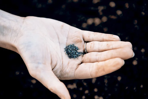 Woman hand sowing seed — Stock Photo, Image