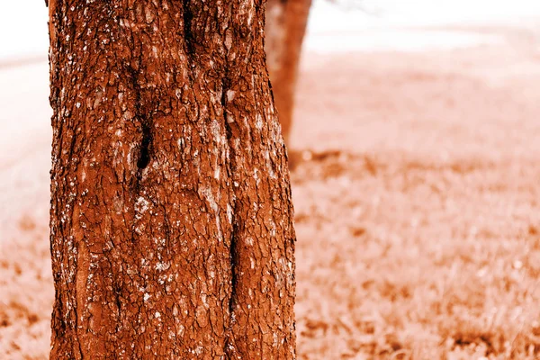 Wooden texture — Stock Photo, Image