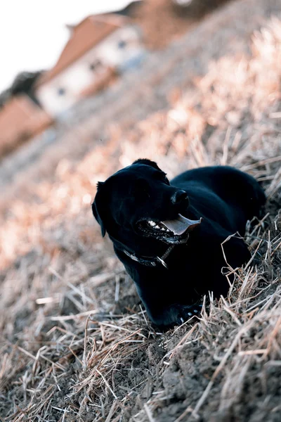 黒いレトリーバー — ストック写真