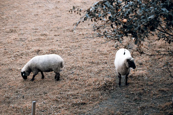 Schapen op de weide — Stockfoto