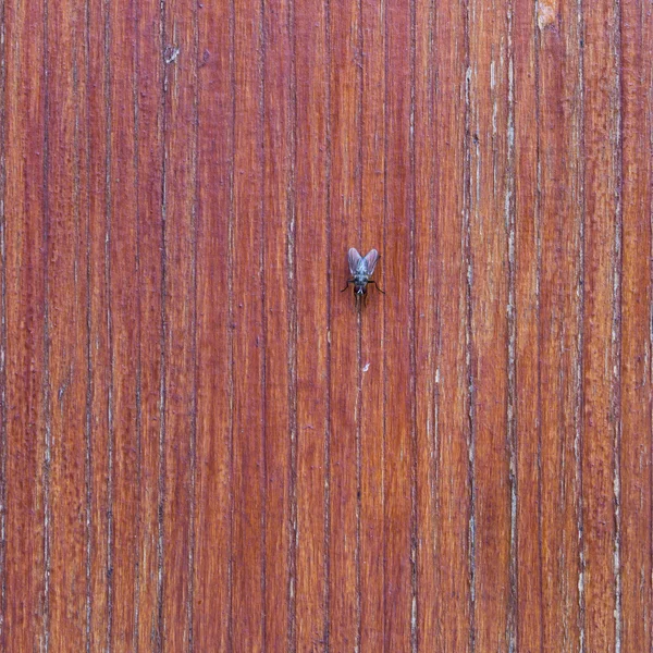 Beautiful brown wooden texture or background with fly — Stock Photo, Image