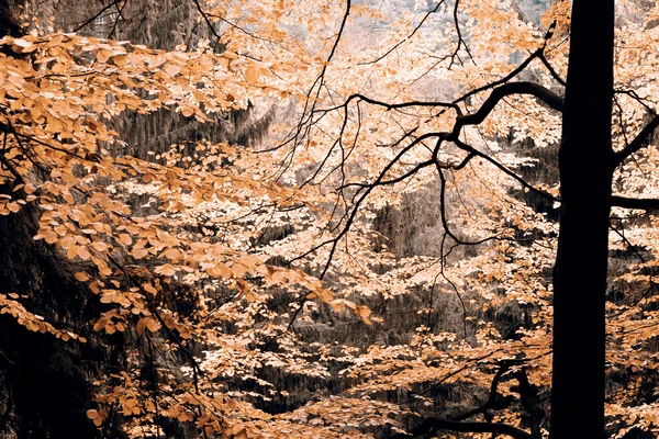 Осінь у лісі — стокове фото