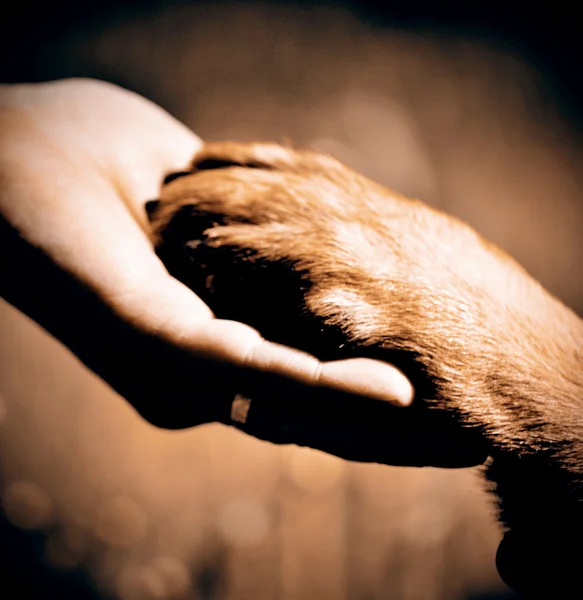 Pata de cão e mão de homem — Fotografia de Stock