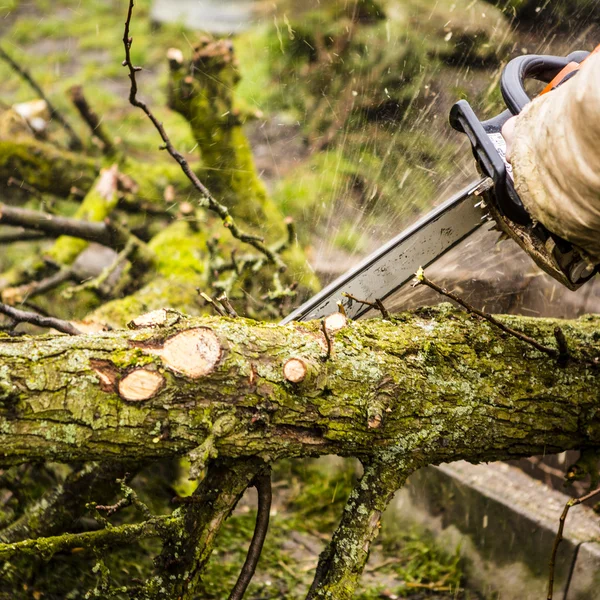 Man sawing a log in his back yard — Stock Photo, Image