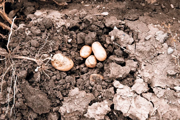 Potatis skörden — Stockfoto