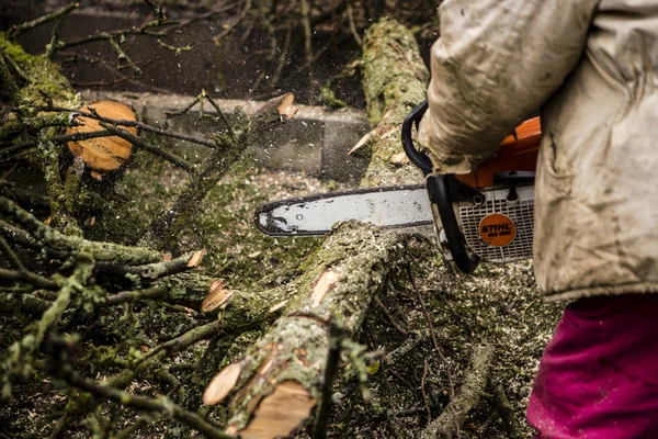 Man sawing a log in his back yard — Stock Photo, Image