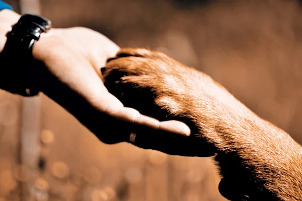 Perros pata y mans mano — Foto de Stock