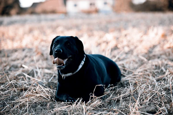 Fekete Vizsla — Stock Fotó