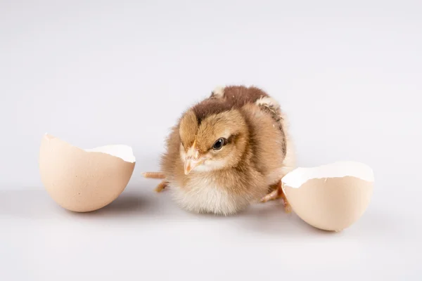 Cute little chicken coming out of a white egg isolated on white — Stock Photo, Image