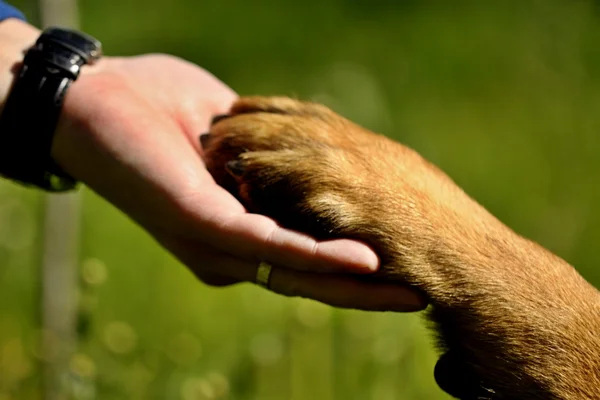 Hond paw en man hand — Stockfoto