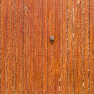 güzel kahverengi ahşap doku veya arka plan ile fly