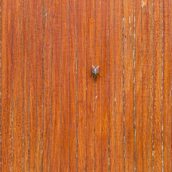 Beautiful brown wooden texture or background with fly — Stock Photo, Image