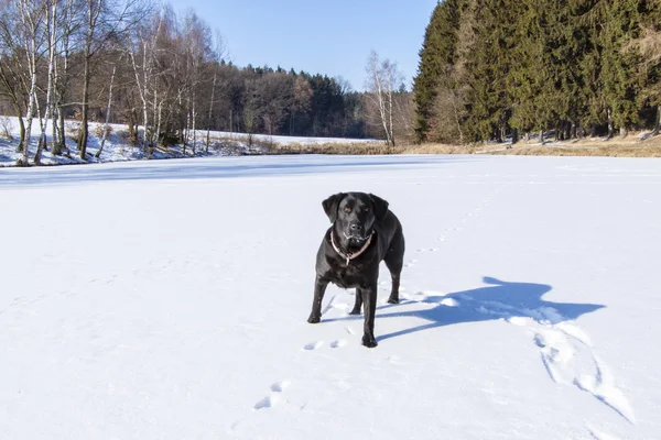 Gölet kar kış ve siyah köpek altında — Stok fotoğraf