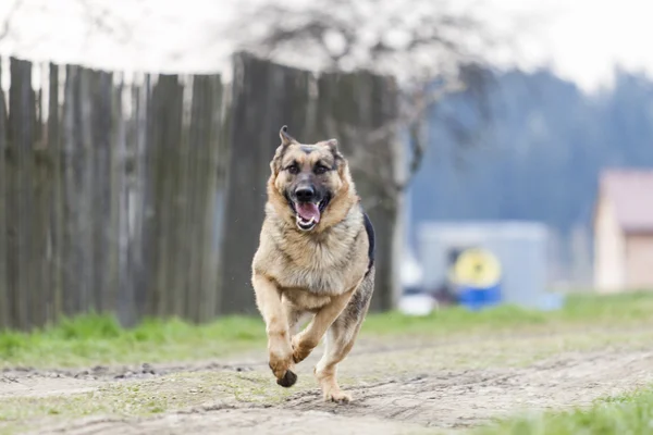 Бегущая собака - немецкая овчарка — стоковое фото