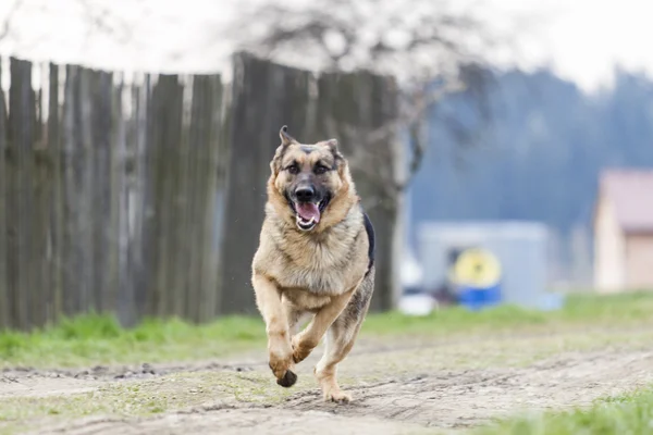 Çalışan köpek - Alman çoban köpeği — Stok fotoğraf