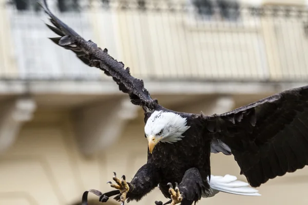 Vuelo o aterrizaje águila grande —  Fotos de Stock