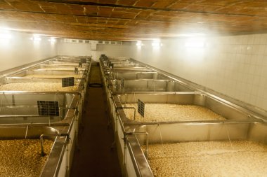 Çek Cumhuriyeti - bira içmeye hazır eski bira arpa