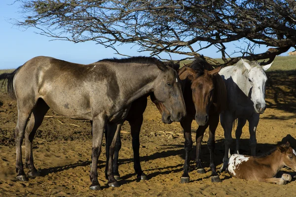 Belo cavaleiro descansando sob árvores — Fotografia de Stock