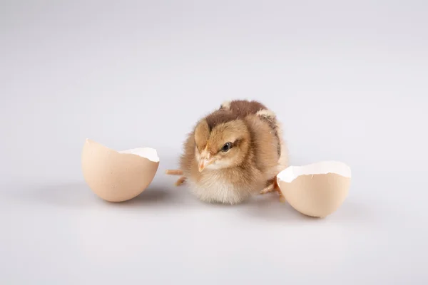 Cute little chicken coming out of a white egg isolated on white — Stock Photo, Image