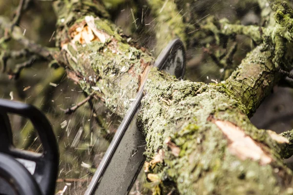 Man sawing a log in his back yard — Stock Photo, Image