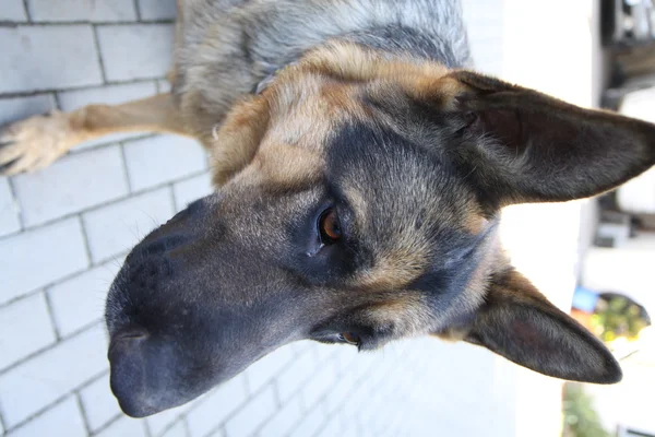 Tête de beau berger allemand — Photo