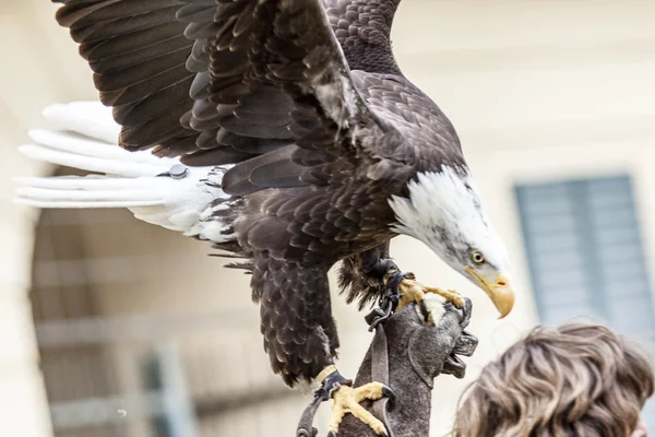 Voar ou pousar grande águia — Fotografia de Stock