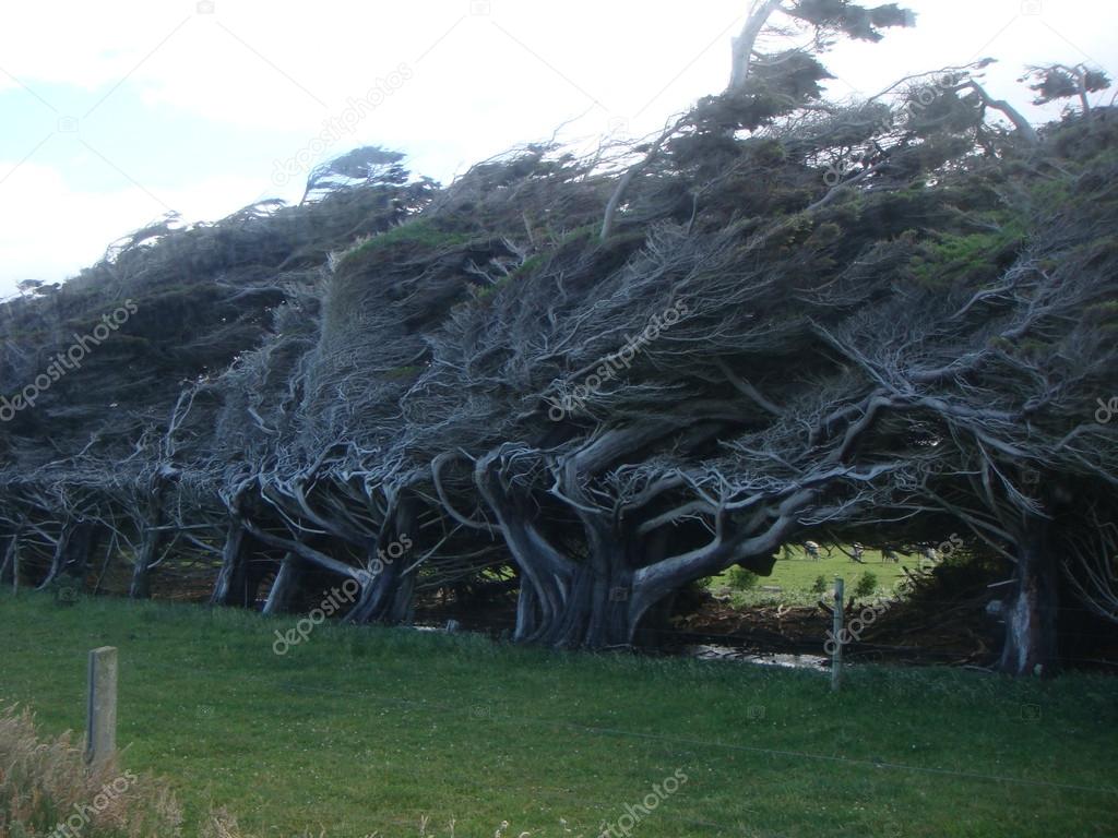 bended trees from wind